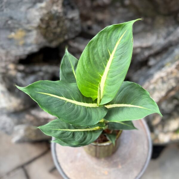 Dieffenbachia seguine 'Green Magic', vuxen planta