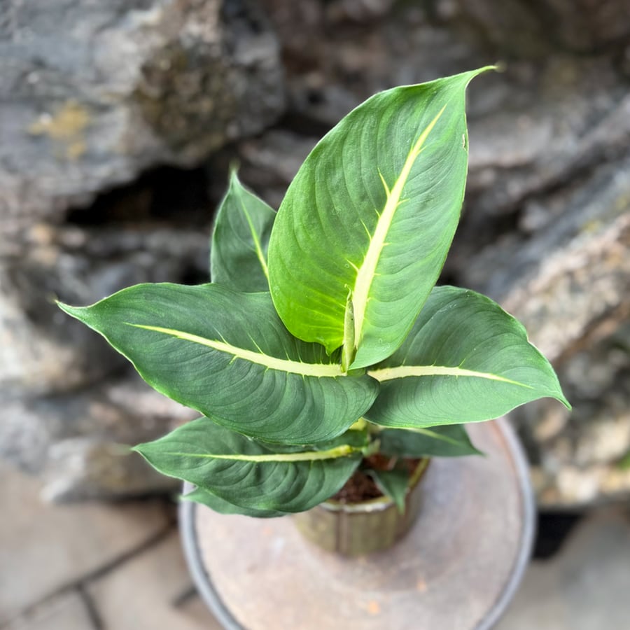 Dieffenbachia seguine 'Green Magic', vuxen planta