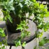 hedera shamrock Clover Leaf Ivy | Hanging Plants | Vines