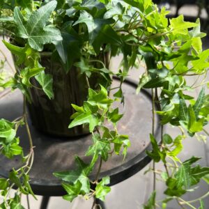 Hedera helix 'Jacobine', blad