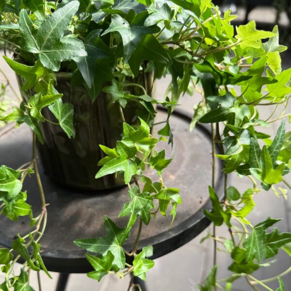 Hedera helix 'Jacobine', blad