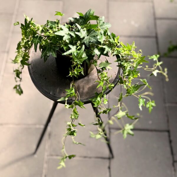 Hedera helix 'Jacobine', större ung planta