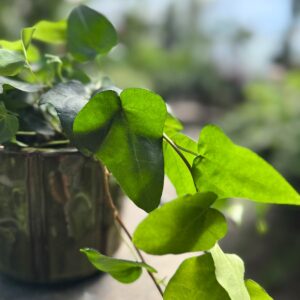 Hedera helix 'Mein Herz', blad