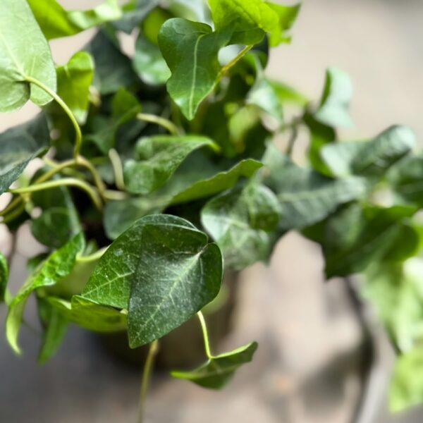 Hedera helix 'Mein Herz', rankor