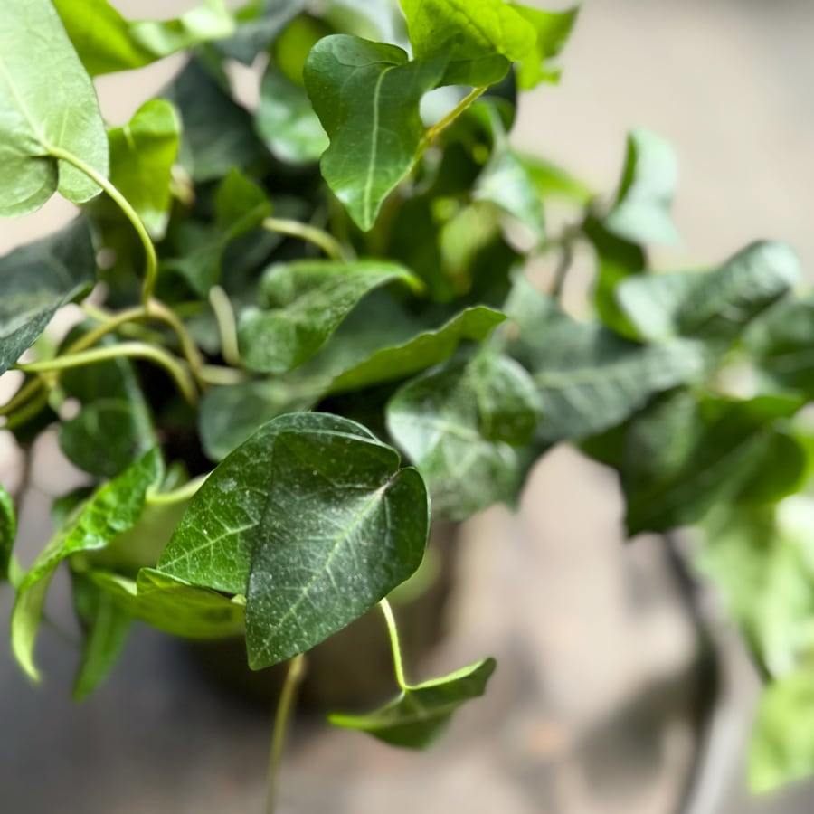 Hedera helix 'Mein Herz', rankor