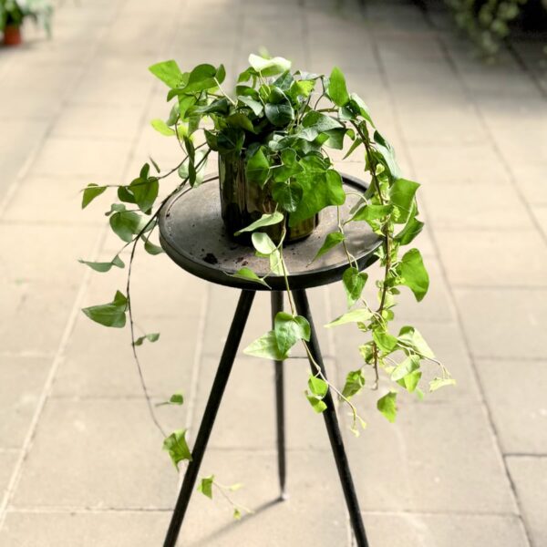 Hedera helix 'Mein Herz', större ung planta