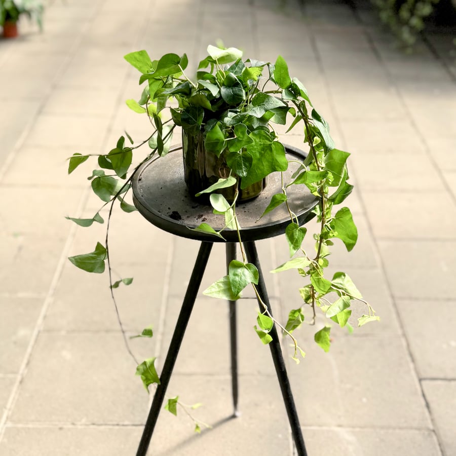 Hedera helix 'Mein Herz', större ung planta
