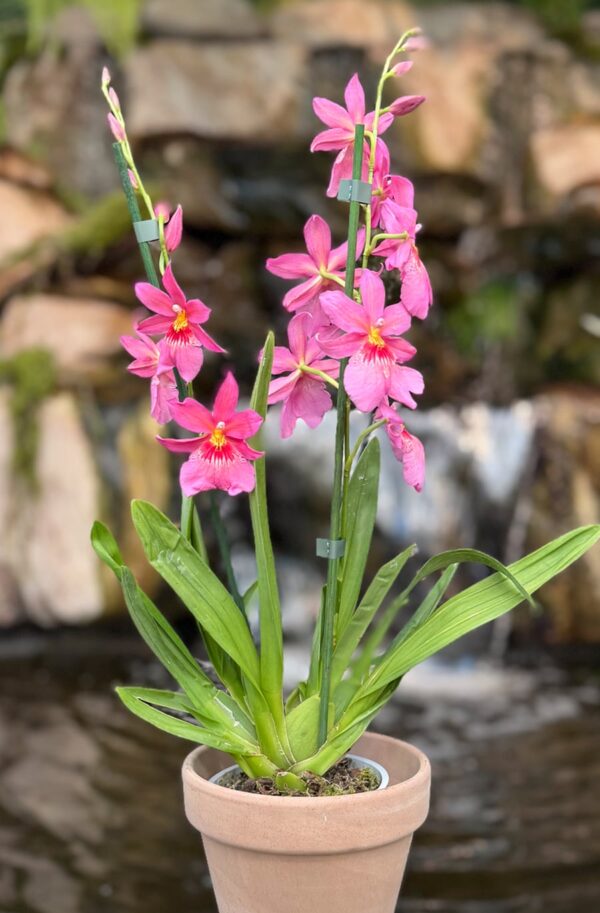 Oncidopsis Nelly Isler 'Pink', 2 stänglar