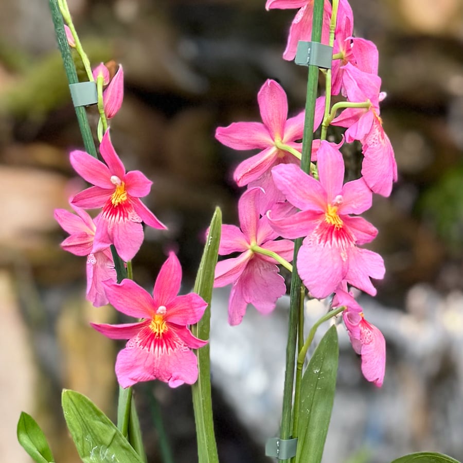 Oncidopsis Nelly Isler 'Pink', blommor