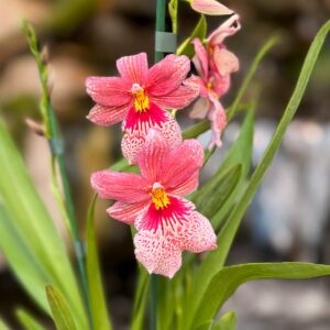 Oncidopsis Nelly Isler 'Salmon', blommor