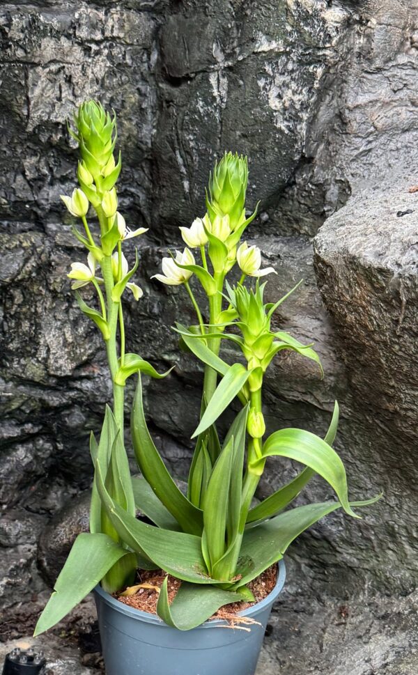 Ornithogalum thyrsoides, blommande