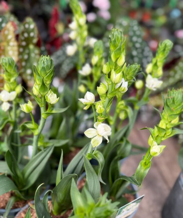 Ornithogalum thyrsoides, blommande plantor