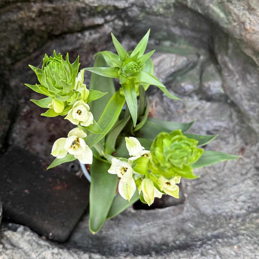 Ornithogalum thyrsoides, blommande, uppifrån