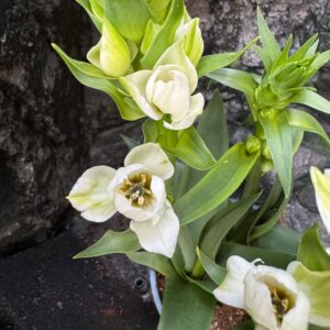 Ornithogalum thyrsoides, blommor