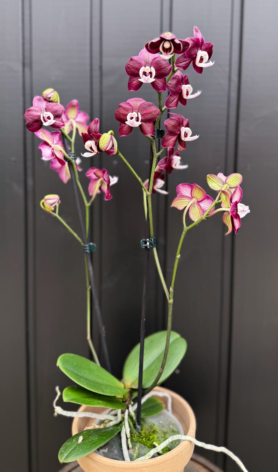 Phalaenopsis Black Widow, blommande planta