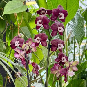 Phalaenopsis Black Widow, blommor