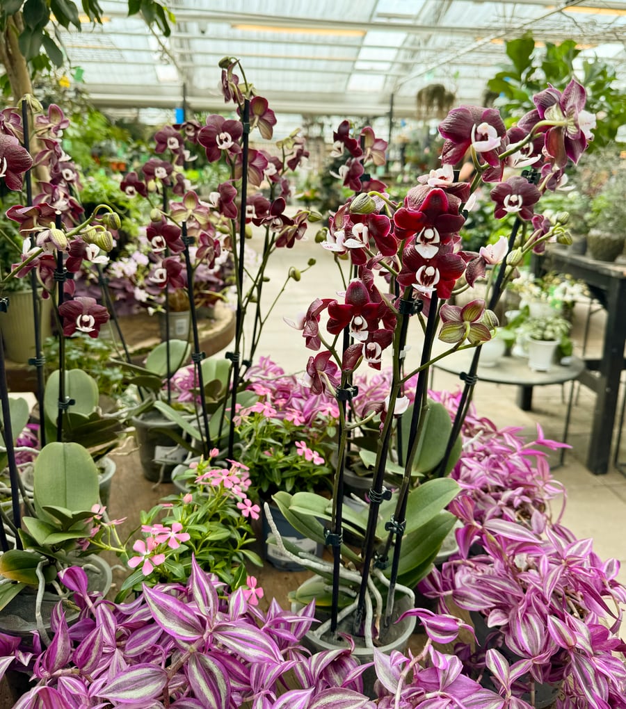 Phalaenopsis Black Widow, i vaxthuset