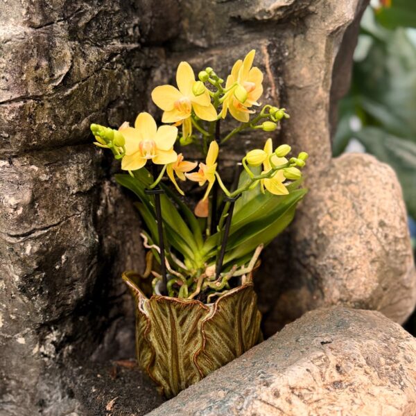 Phalaenopsis Multiflora Optifriend Yellow, blommande planta