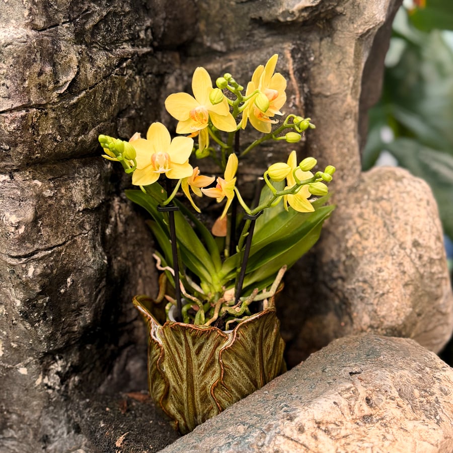 Phalaenopsis Multiflora Optifriend Yellow, blommande planta