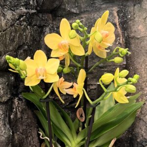 Phalaenopsis Multiflora Optifriend Yellow, blommor