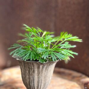 Actiniopteris australis, ung planta