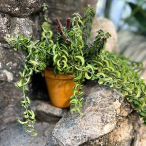 Aeschynanthus Twister, vuxen planta
