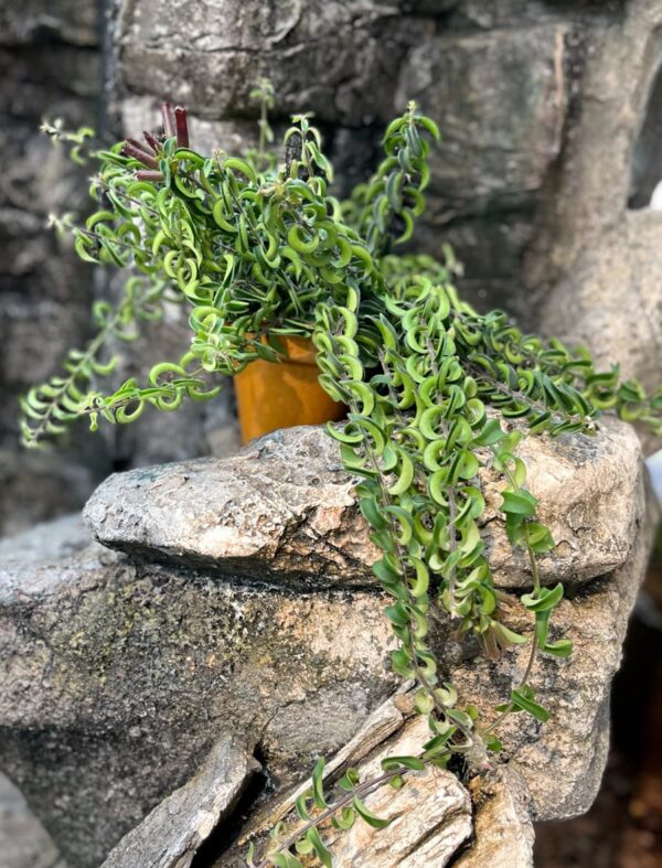 Aeschynanthus Twister, vuxen planta