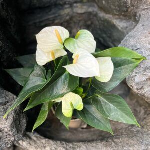 Anthurium andraeanum 'Cocos', blommor och blad