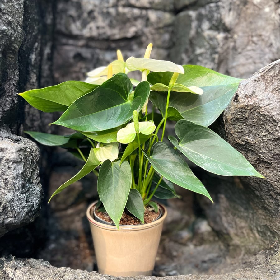 Anthurium andraeanum 'Cocos', i blom
