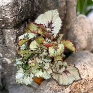 Begonia Rex 'Escargot', blad