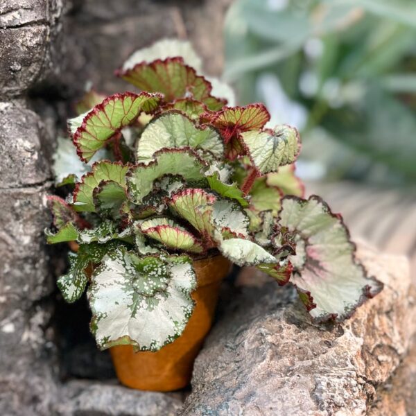 Begonia Rex 'Escargot', vuxen planta