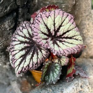 Begonia Rex 'Fireworks', blad