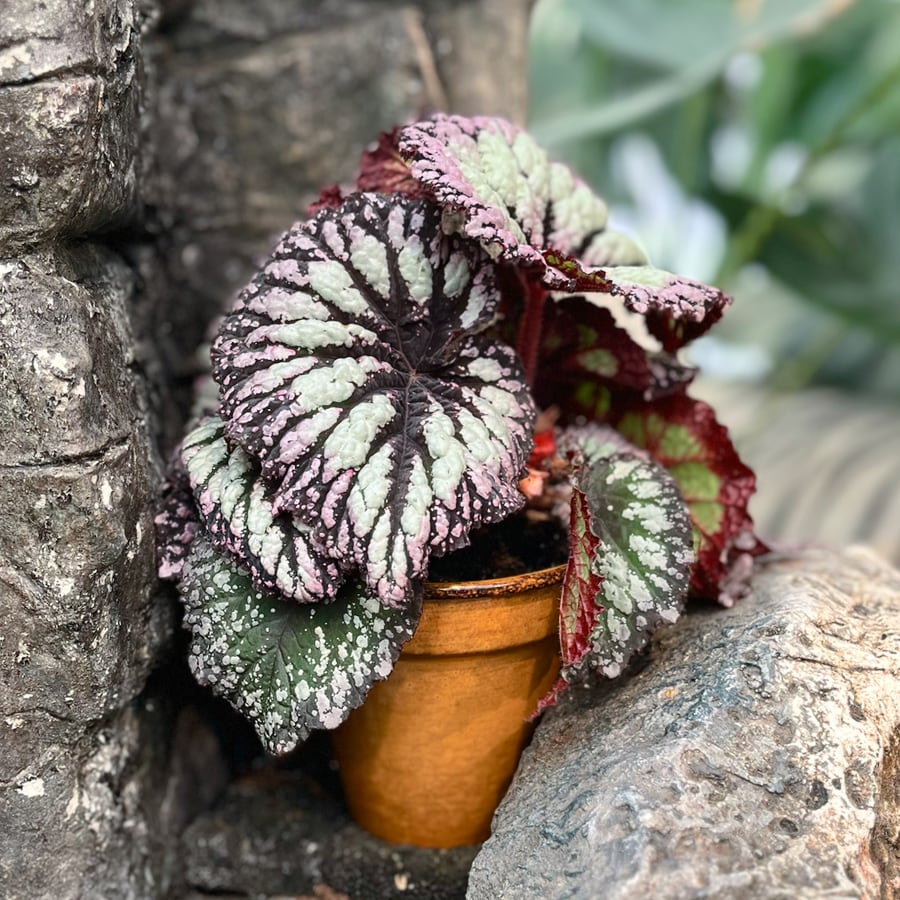 Begonia Rex 'Fireworks', vuxen planta