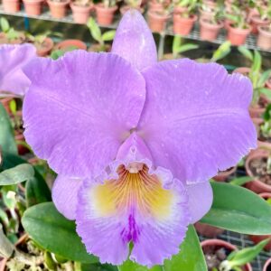 Blc Turandot 'Guaxupe', blomma, Lucke