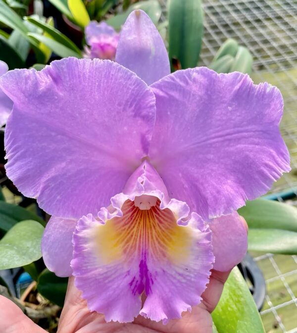 Blc Turandot 'Guaxupe', blomma, Lucke