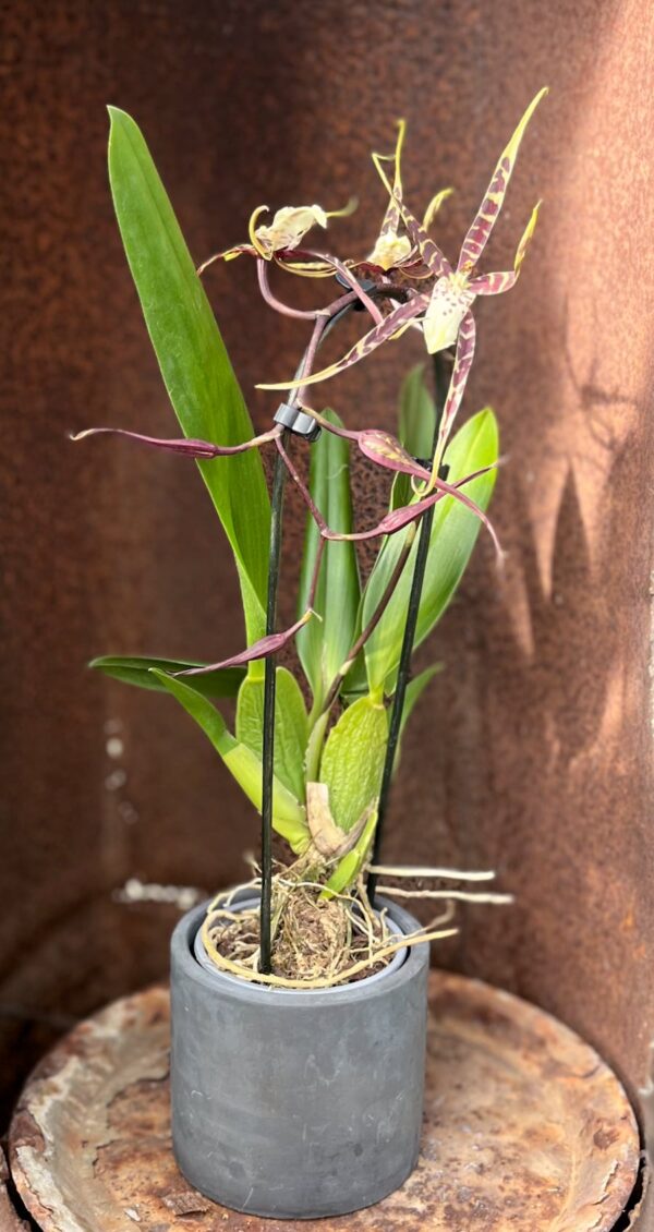 Bratonia Toscane, blommande planta