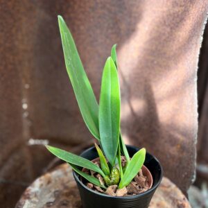 Bulbophyllum bicolor × phalaenopsis, ung planta
