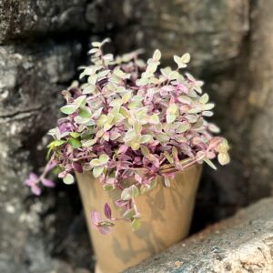 Callisia repens 'Rosato', blad