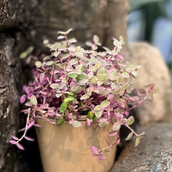Callisia repens 'Rosato', vuxen planta