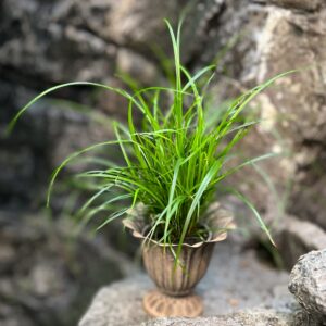 Carex brunnea, blad