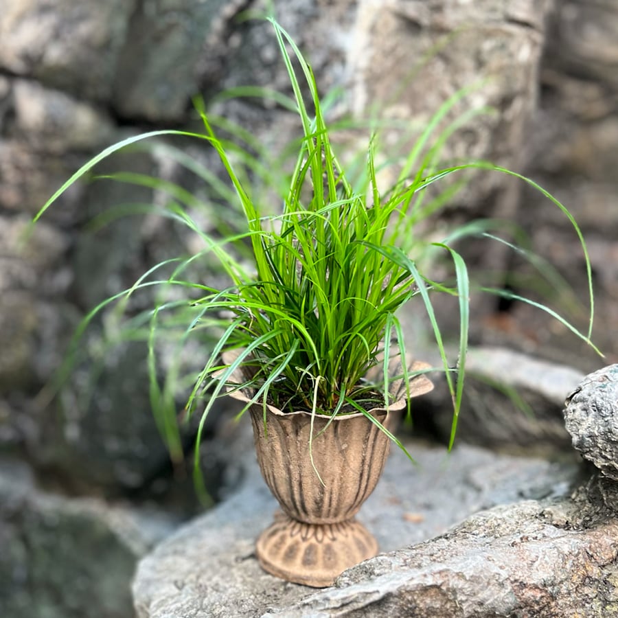 Carex brunnea, ung planta