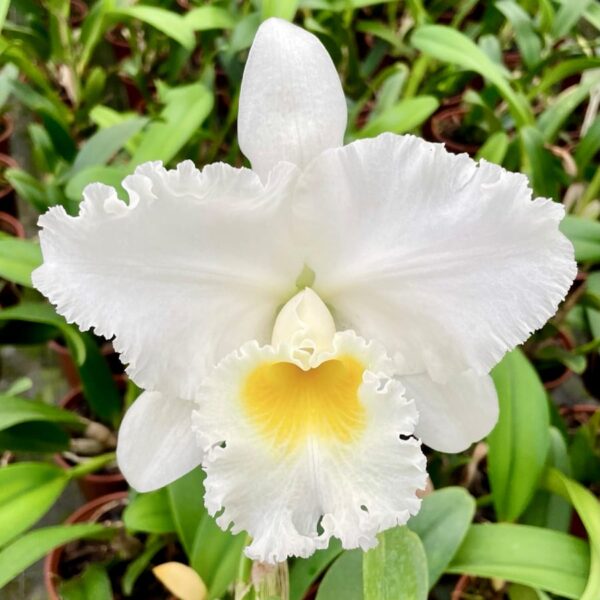 Cattleya Burdekin Bride, blomma