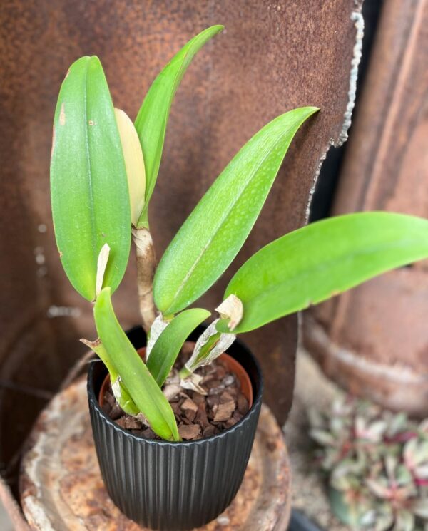 Cattleya Burdekin Bride, stor nog att blomma