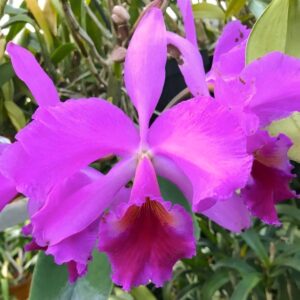 Cattleya Isabel Sander, blomma
