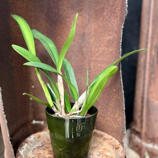 Cattleya Isabel Sander, stor nog att blomma