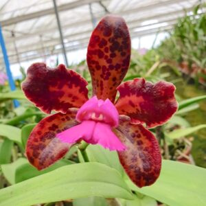 Cattleya leopoldii 'Schokoladenprinz' × 'Dark Prince', blomma