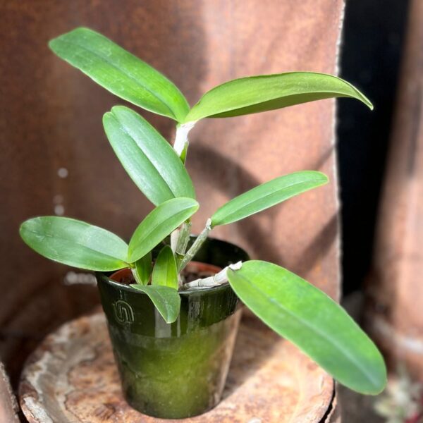 Cattleya leopoldii 'Schokoladenprinz' × 'Dark Prince', stor nog att blomma