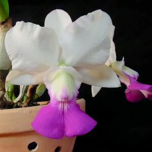 Cattleya walkeriana var. semi-alba, blomma