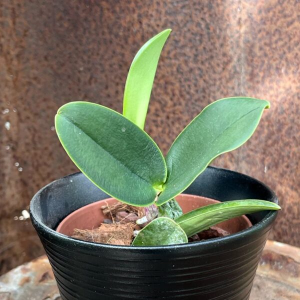 Cattleya walkeriana var. semi-alba, ung planta