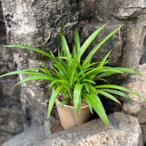 Chlorophytum comosum 'Lemon', blad